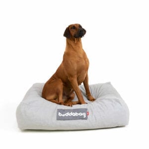 Luxury dog bed