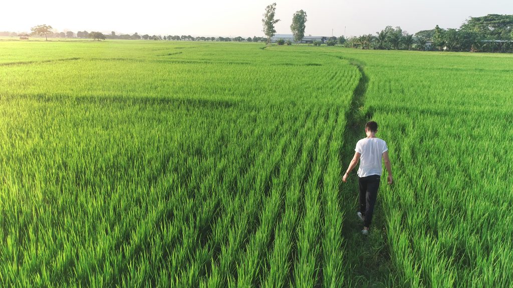 Man walking in a Meadow. Man from the back on a long country path. Green field in the summer, Farmer walking through a green field on morning day, Young man walking in the field, alone.